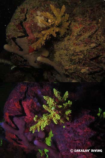 huitre et coraux en plongée de nuit fluo à Nosy Be